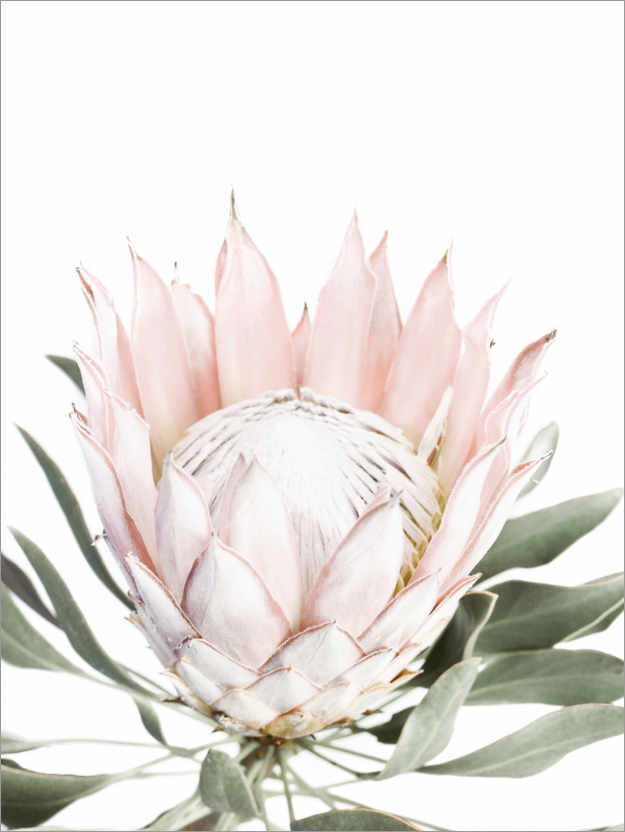 Poster Protea rose pâle
