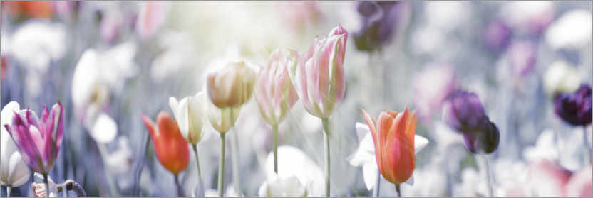 Poster Tulipes aux couleurs pastel