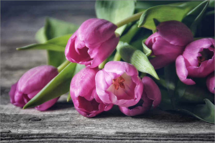 Poster Bouquet de tulipes roses