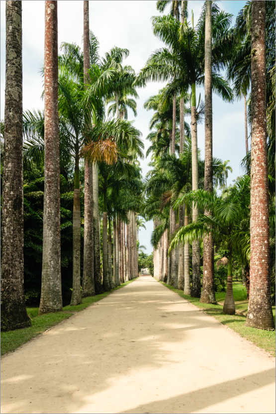 Poster Avenue des palmiers à Rio de Janeiro