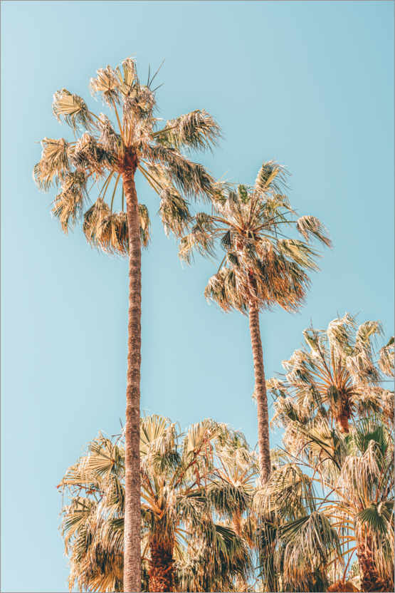Poster Palmiers à Miami
