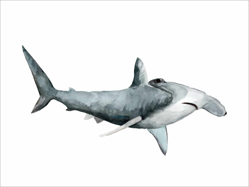 Poster Requin-marteau