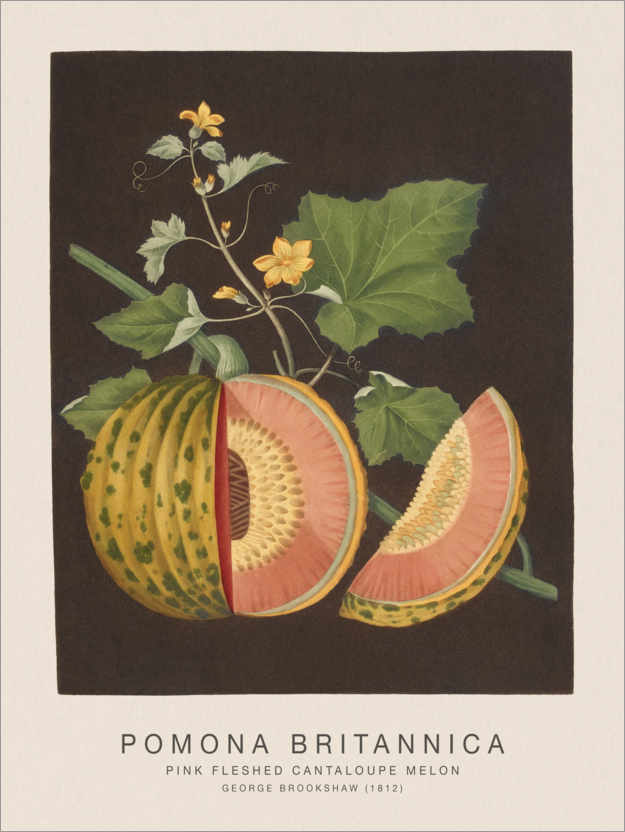 Poster Pomona Britannica - Pink Fleshed Cantaloupe Melon