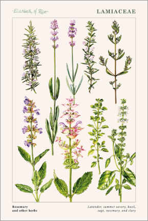 Poster  Rosemary and other herbs - Elizabeth Rice