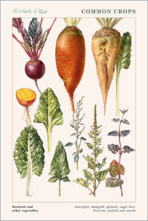 Poster  Beetroot and other vegetables - Elizabeth Rice