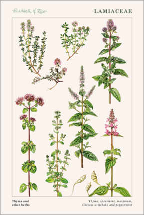 Poster  Thyme and other herbs - Elizabeth Rice