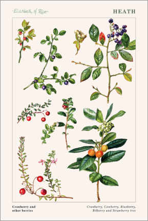 Poster  Cranberry and other berries - Elizabeth Rice