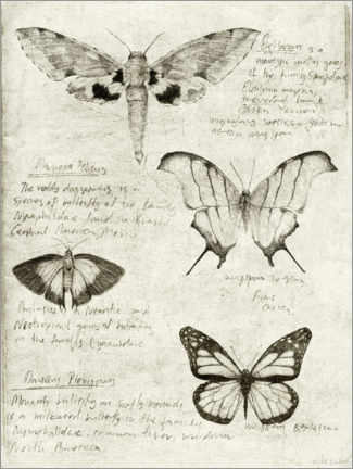 Poster  Papillons (anglais) - Mike Koubou