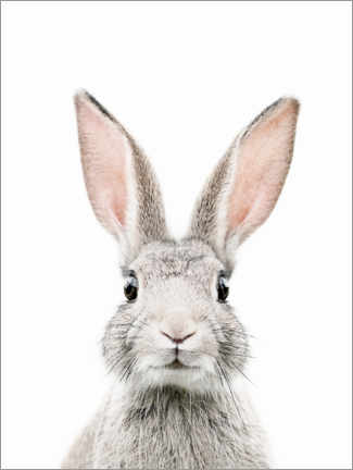 Poster Portrait de lapin
