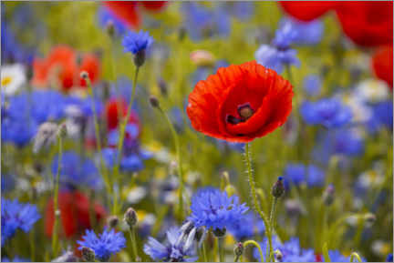 Poster Fleurs de pavot dans un champ de bleuet