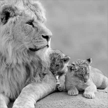 Poster  Jeunes lions en noir et blanc