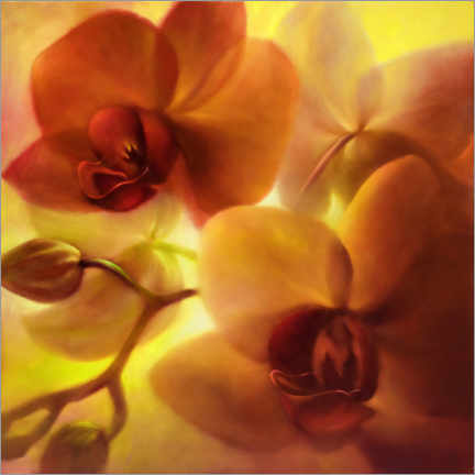 Poster Orchidées