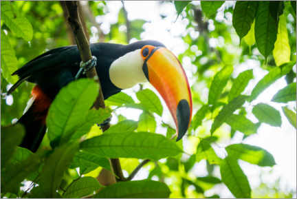 Poster  Toucan dans la forêt amazonienne - Marcel Gross