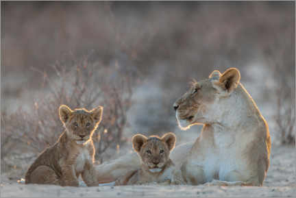 Poster Lionne avec deux petits