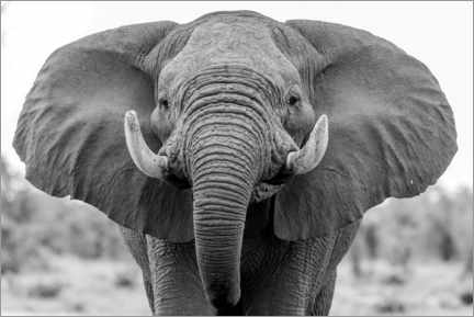 Poster Éléphant d'Afrique