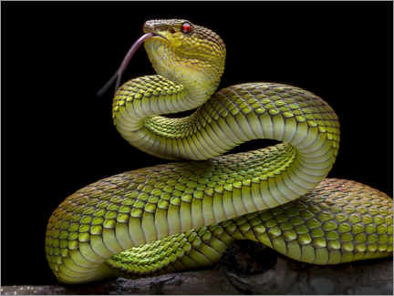 Poster  Serpent venimeux doré serpent vipère - Fauzan Maududdin