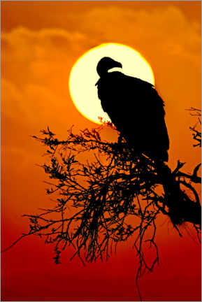Poster  Silhouette d'un vautour assis sur un arbre