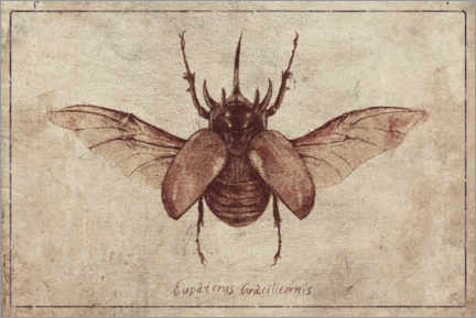Poster  Eupatorus Gracilicornis - Mike Koubou