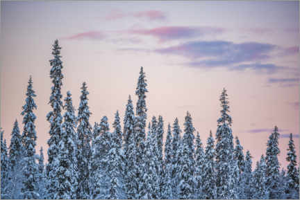 Poster Coucher de soleil rose sur le paysage forestier d'hiver