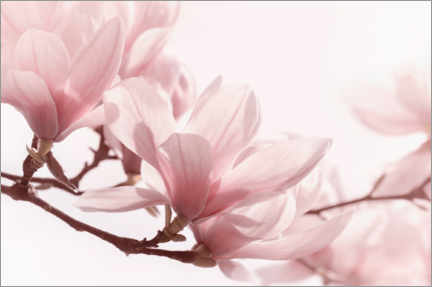 Poster  Magnolia blossom Panorama III - Atteloi