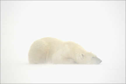 Poster  Ours polaire endormi dans la tempête de neige - Jaynes Gallery