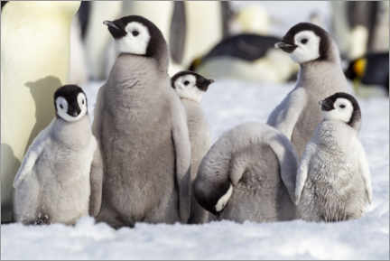 Tableau en bois  Group of emperor penguin chicks - Ellen Goff