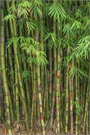 Tableau en PVC  Bamboo - John Barger