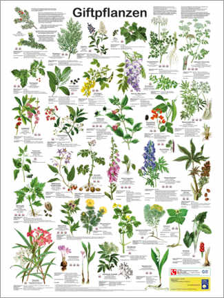 Poster  Plantes toxiques (allemand) - Planet Poster Editions