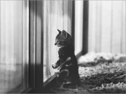 Tableau en PVC  Kitten by the window - Joan Baron