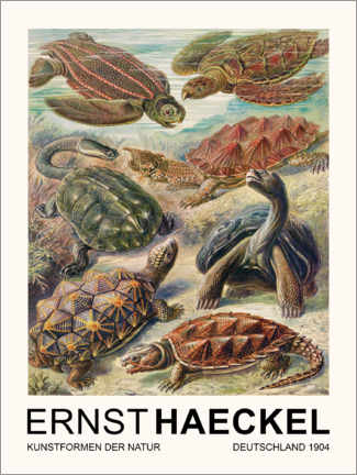 Poster  Kunstformen Der Natur - Chelonia Schildkröten - Ernst Haeckel