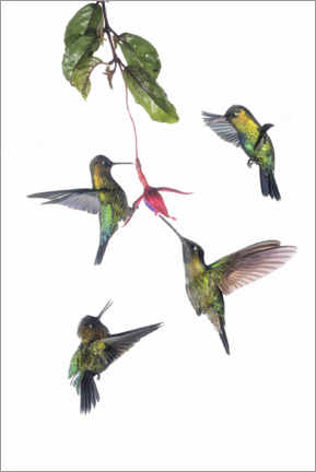 Poster Flying hummingbirds