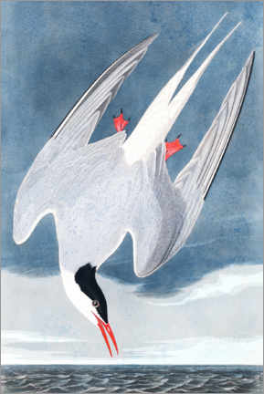 Poster  Sterninae - John James Audubon