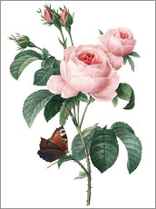 Sticker mural  Rose aux cent pétales - Pierre Joseph Redouté