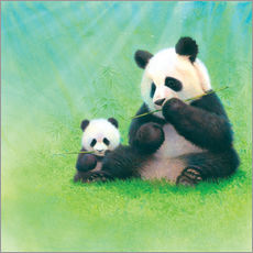 Tableau en plexi-alu  Panda, bébé panda et bambou - John Butler