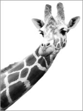 Tableau en plexi-alu  Girafe en noir et blanc - Darren Greenwood