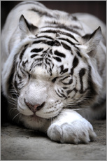 Tableau en plexi-alu  Tigre blanc endormi