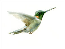 Tableau en plexi-alu  Hummingbird - Verbrugge Watercolor