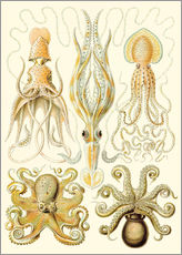 Tableau en plexi-alu  Gamochonia, Formes artistiques de la nature, planche n° 54 - Ernst Haeckel