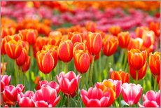 Tableau en plexi-alu  Colorful tulips field