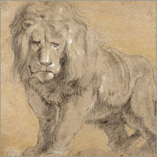 Sticker mural  Étude d'un lion - Peter Paul Rubens