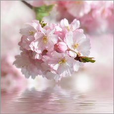 Tableau en plexi-alu  Cerisier en fleurs - Atteloi