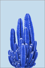 Tableau sur toile  Cactus bleu II