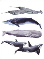 Poster Baleines I