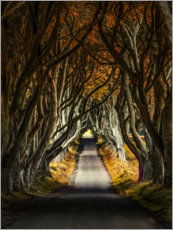 Poster Matin d'automne aux Dark Hedges