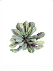 Poster Succulente