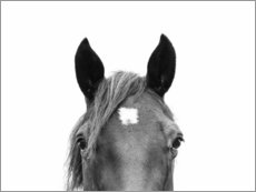Poster Portrait de cheval
