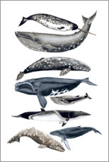 Tableau sur toile  Espèces de baleines II - Naomi McCavitt