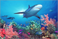 Sticker mural  Requin sous l'eau