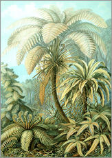 Sticker mural  Filicinae, Formes artistiques de la nature, planche n° 92 - Ernst Haeckel