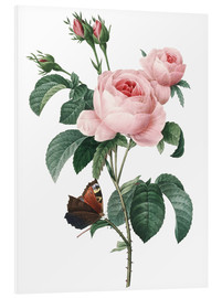 Tableau en PVC  Rose aux cent pétales - Pierre Joseph Redouté
